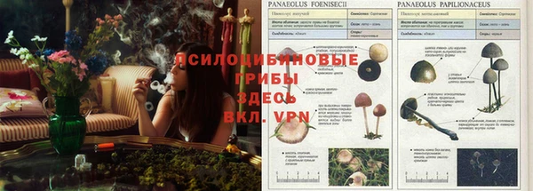 мяу мяу мука Михайлов