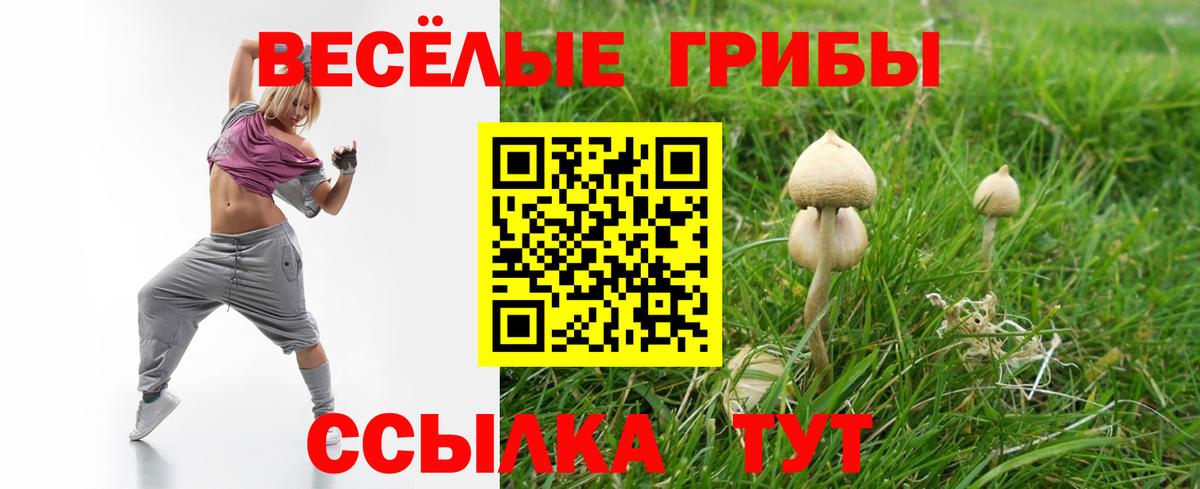 где можно купить наркотик  Вход с VPN  Морозовск  Псилоцибиновые грибы Psilocybine cubensis 